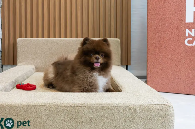 camapet-keiko-pequena-bege-caixa